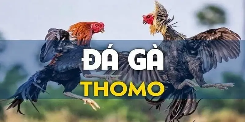 Tìm hiểu sơ lược về cá cược đá gà Thomo 